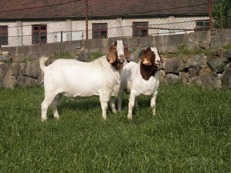 肉羊山羊繁殖羊免费运输买十只送一只包成活率