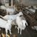 肉羊山羊繁殖羊免费运输买十只送一只包成活率