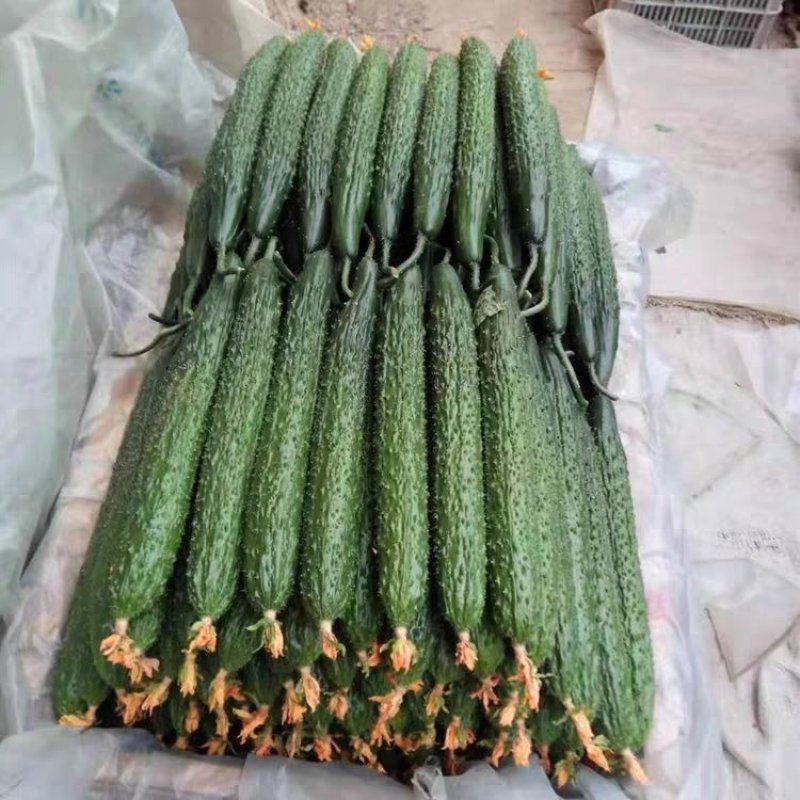 黄瓜蔬菜基地直达，优质黄瓜，滑县发货，货源充足，包品种