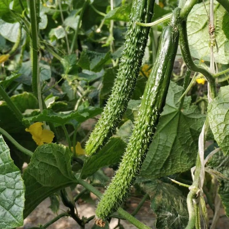 黄瓜蔬菜基地直达，优质黄瓜，滑县发货，货源充足，包品种