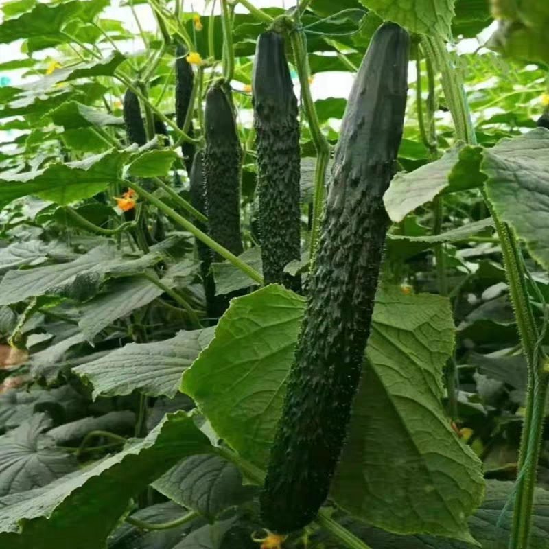 黄瓜蔬菜基地直达，优质黄瓜，滑县发货，货源充足，包品种