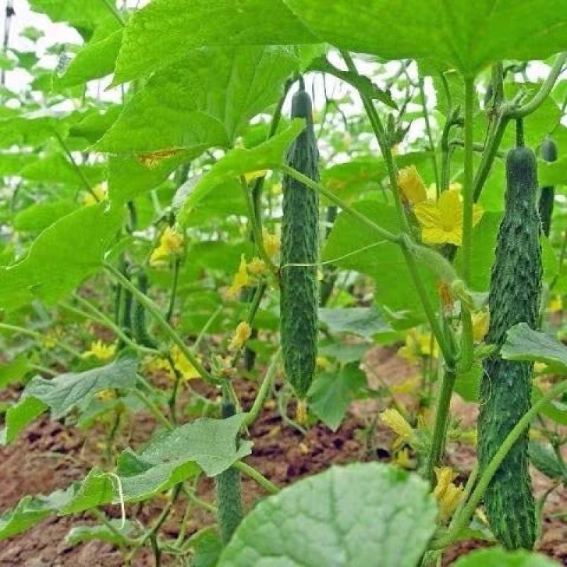 黄瓜蔬菜基地直达，优质黄瓜，滑县发货，货源充足，包品种