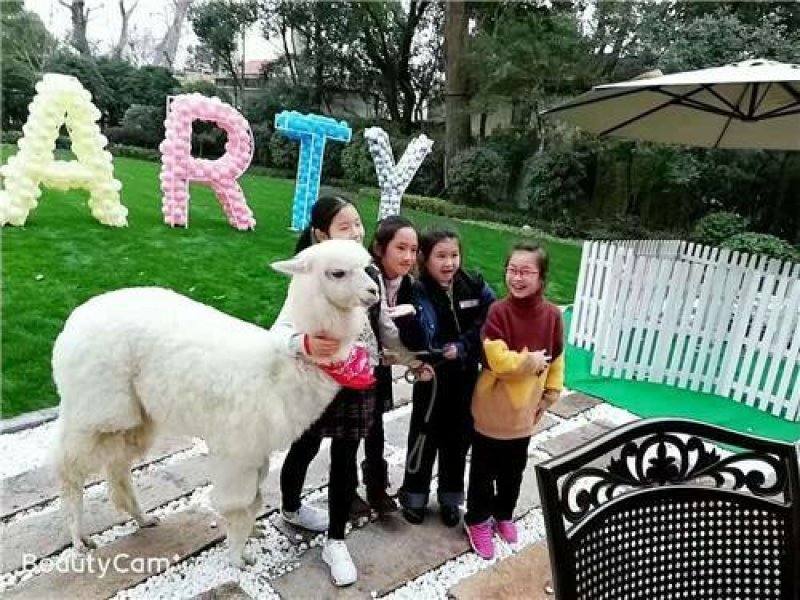宠物羊驼澳大利亚羊驼什么价格智力羊驼价格