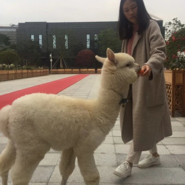 宠物羊驼澳大利亚羊驼什么价格智力羊驼价格