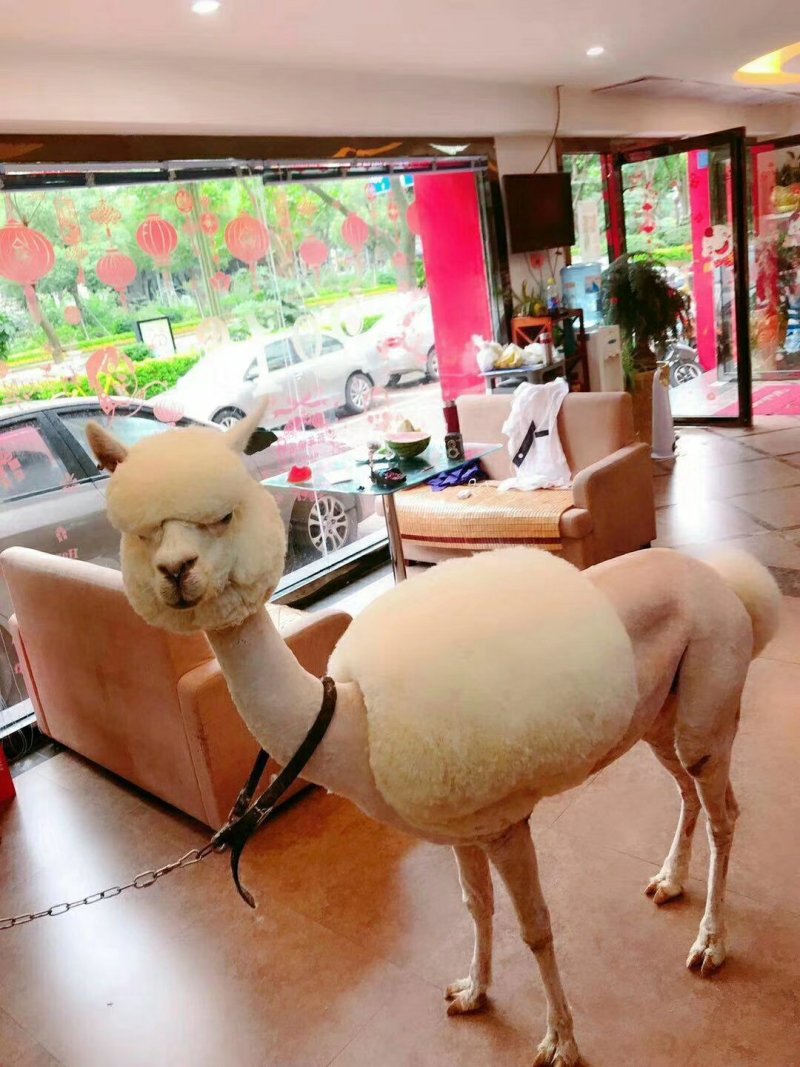 宠物羊驼澳大利亚羊驼什么价格智力羊驼价格