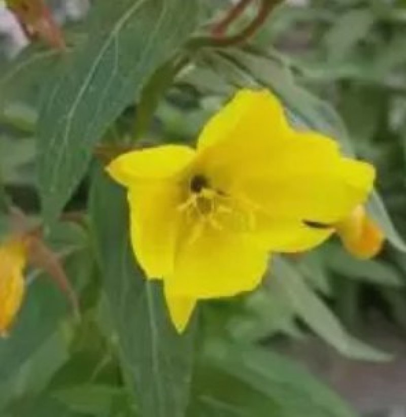 进口四季开花易种活的阳台盆栽绿植庭院花卉种子美丽月见草花