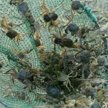 优质蟹苗大品种成活率高抗病力强