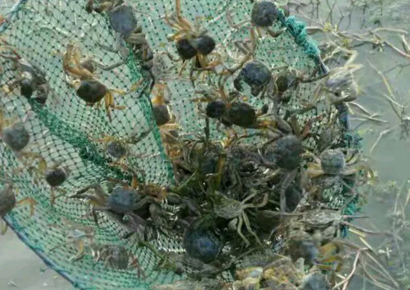 优质蟹苗大品种成活率高抗病力强
