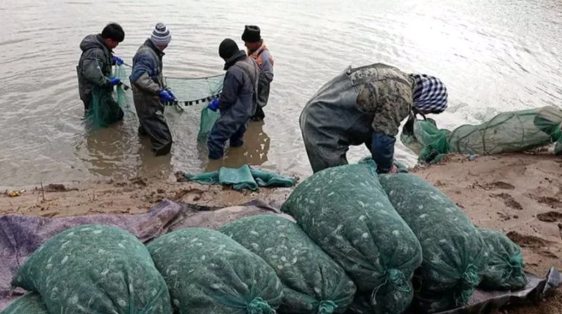 优质蟹苗大品种成活率高抗病力强