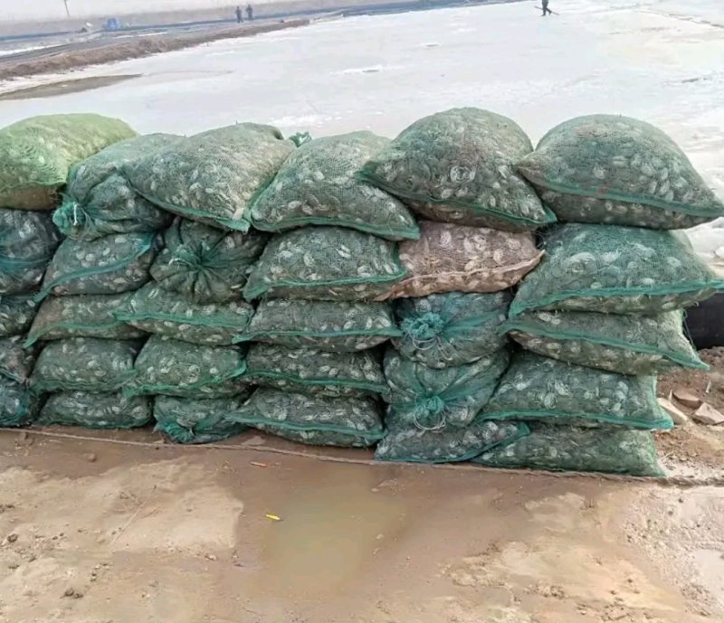 优质蟹苗大品种成活率高抗病力强