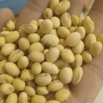 精选翠蚕豆