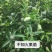 不知火柑桔苗丑橘苗品种保证成活率高基地现挖现发一手货源