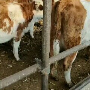西门塔尔，夏洛莱牛，牛犊，利木赞，大小公母牛
