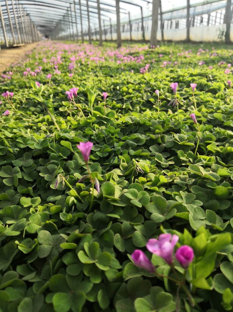 多年生红花酢浆草种植基地