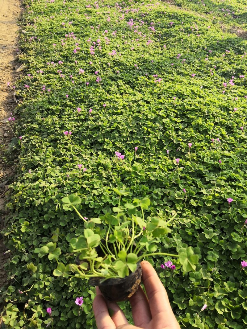 多年生红花酢浆草种植基地