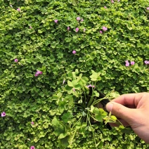 多年生红花酢浆草种植基地