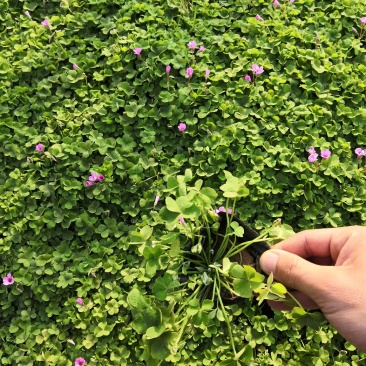 多年生红花酢浆草种植基地