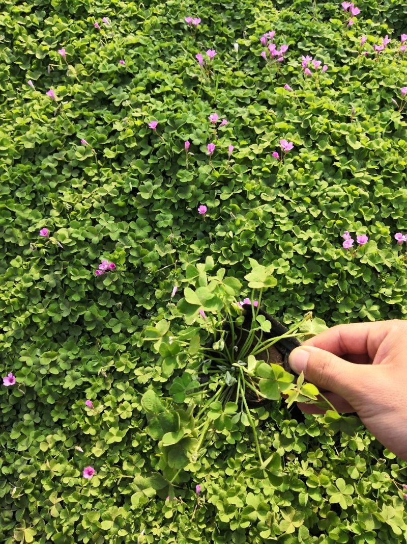 多年生红花酢浆草种植基地