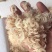 淡干虾皮特级无盐长岛海米干货虾皮粉补钙