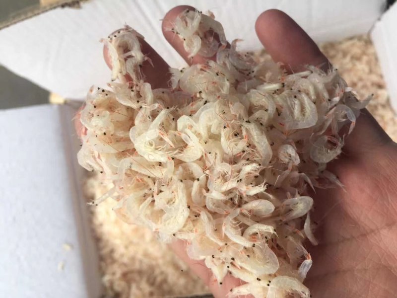 淡干虾皮特级无盐长岛海米干货虾皮粉补钙