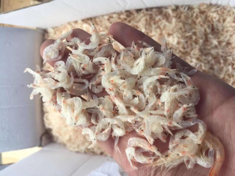 淡干虾皮特级无盐长岛海米干货虾皮粉补钙