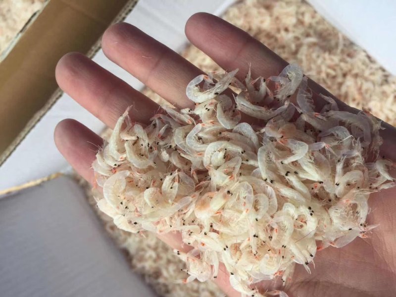 淡干虾皮特级无盐长岛海米干货虾皮粉补钙