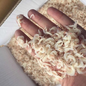 淡干虾皮特级无盐长岛海米干货虾皮粉补钙
