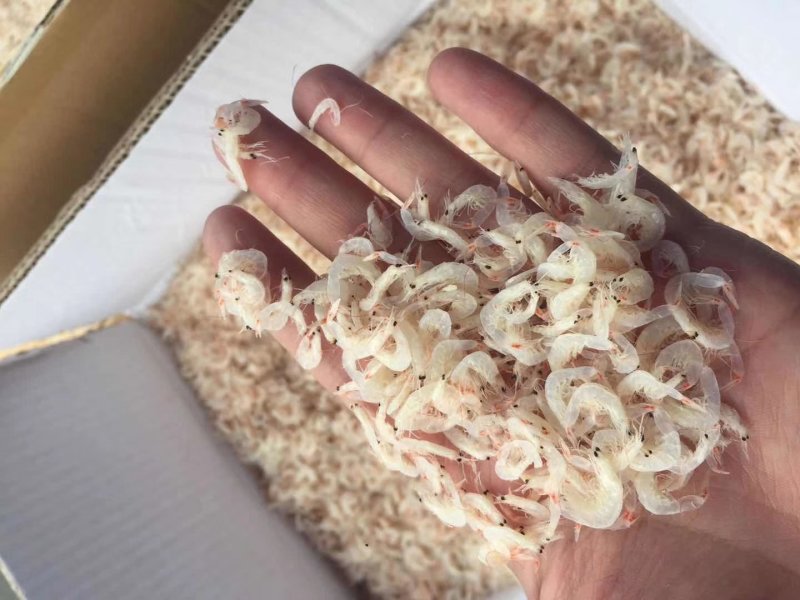 淡干虾皮特级无盐长岛海米干货虾皮粉补钙