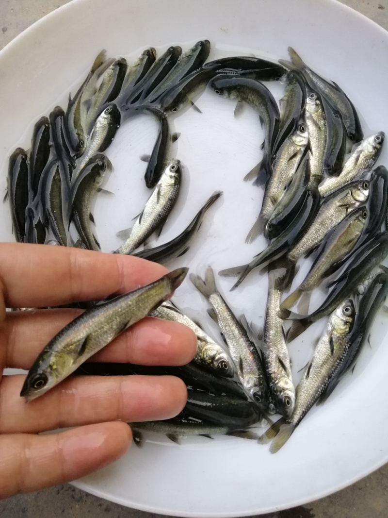 青鱼黑鲩鱼苗规格大小漂亮已训食料全国发货