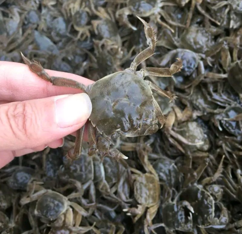 盘锦蟹苗高质量全母蟹苗大个头成活率高抗病力强一手货源