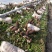 2021新货头茬短柄羊肚菌干货尾货