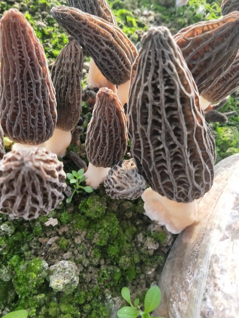 2021新货头茬短柄羊肚菌干货尾货