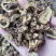 高含量黄芩，干黄芩，黄芩片，野生黄芩，老黄芩，枯芩