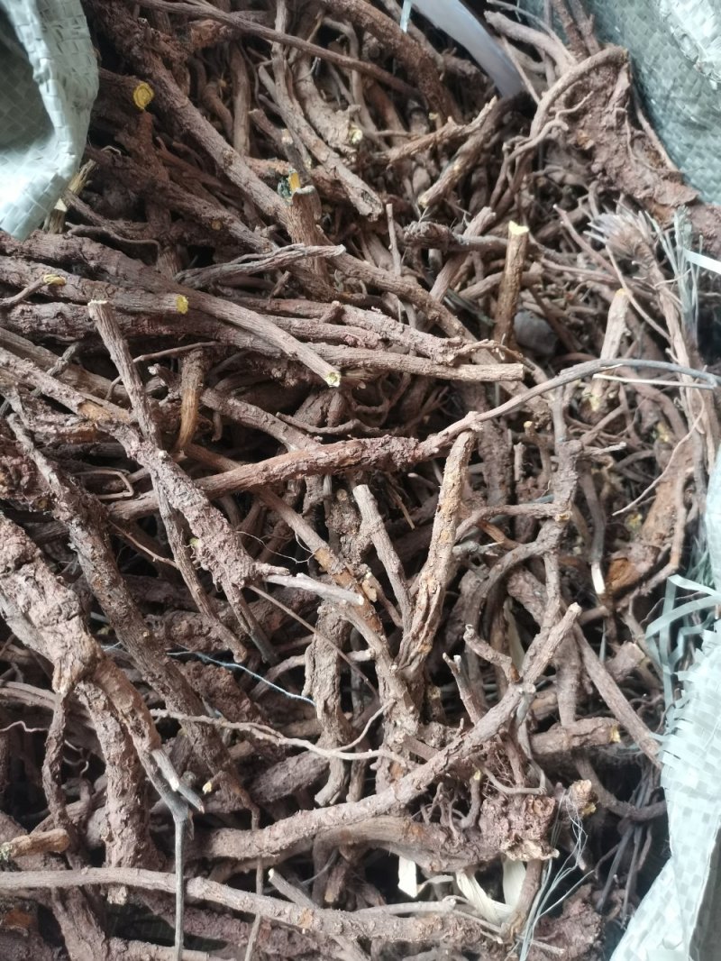 高含量黄芩，干黄芩，黄芩片，野生黄芩，老黄芩，枯芩