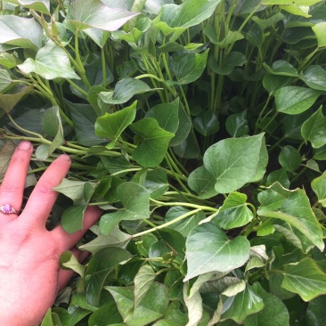 高剪秦5红薯苗