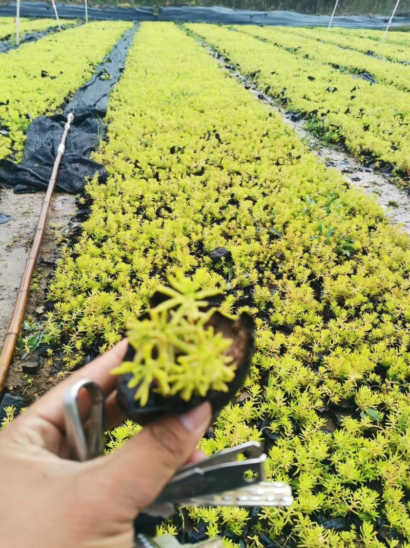 黄金条，金叶佛甲草屋顶绿化