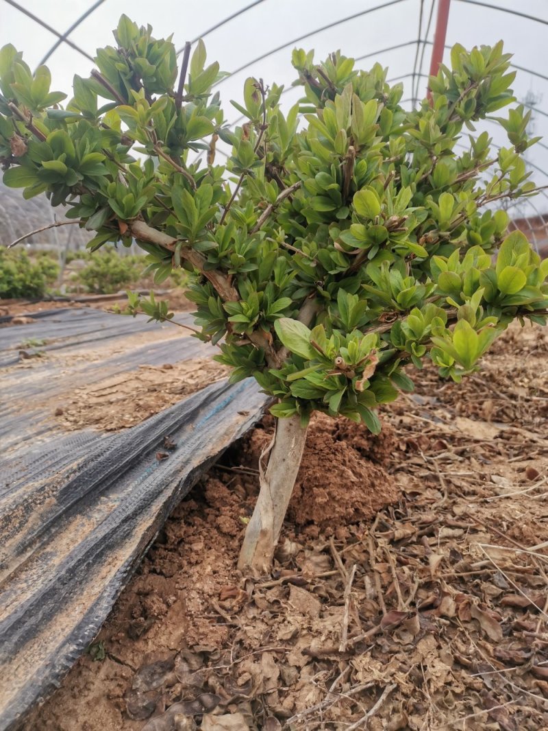 金银花，四季树型金银花，高产亩年收入过万