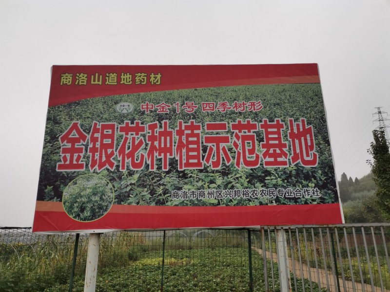 金银花，四季树型金银花，高产亩年收入过万