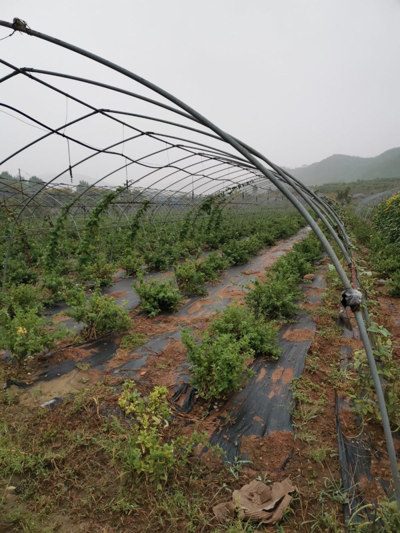 金银花，四季树型金银花，高产亩年收入过万