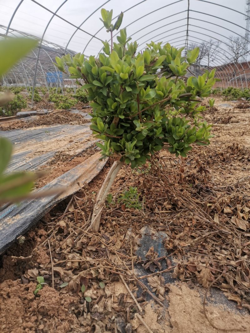金银花，四季树型金银花，高产亩年收入过万