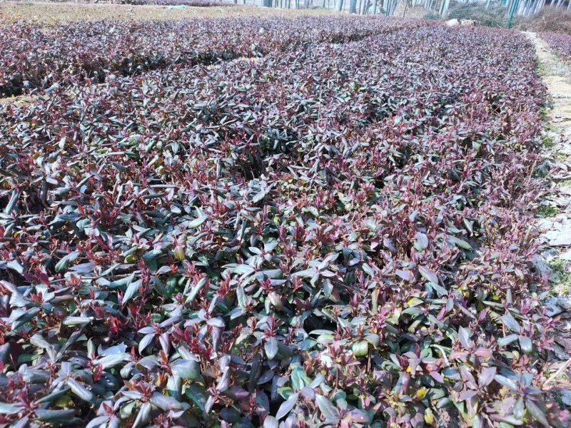 金银花，四季树型金银花，高产亩年收入过万