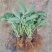 【热销】奶油草莓苗，甜查理，四季草莓苗，包品种，包成活