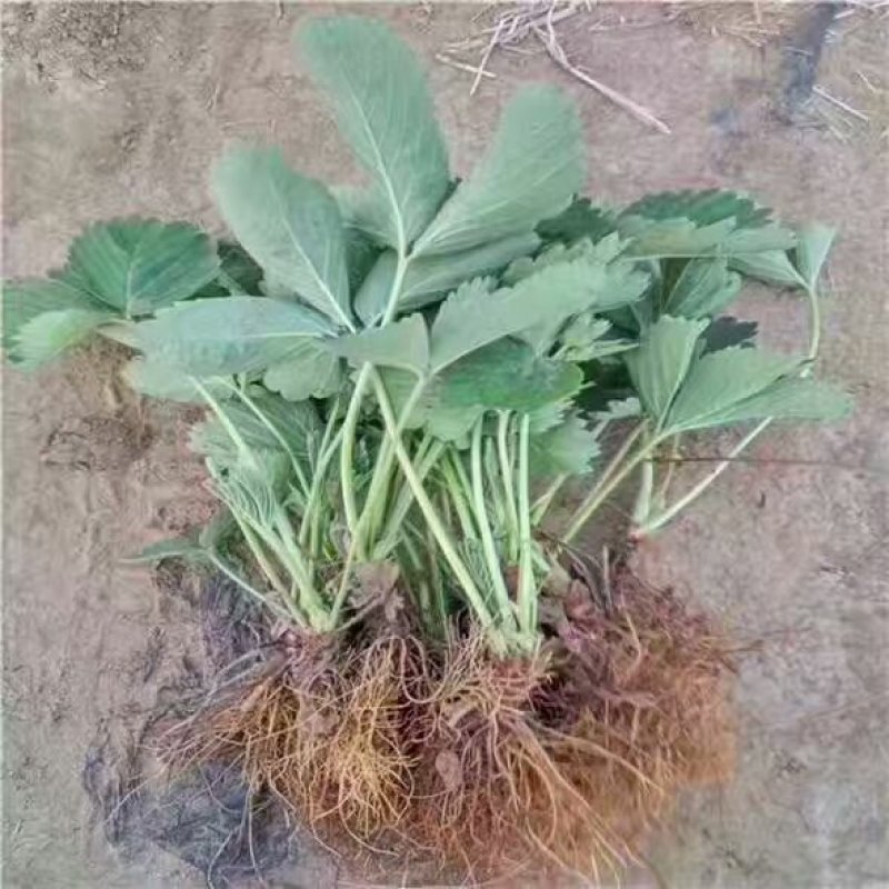 【热销】奶油草莓苗，甜查理，四季草莓苗，包品种，包成活
