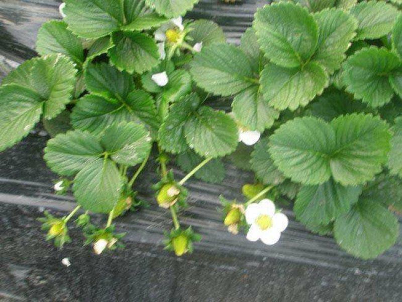 【热销】奶油草莓苗，甜查理，四季草莓苗，包品种，包成活