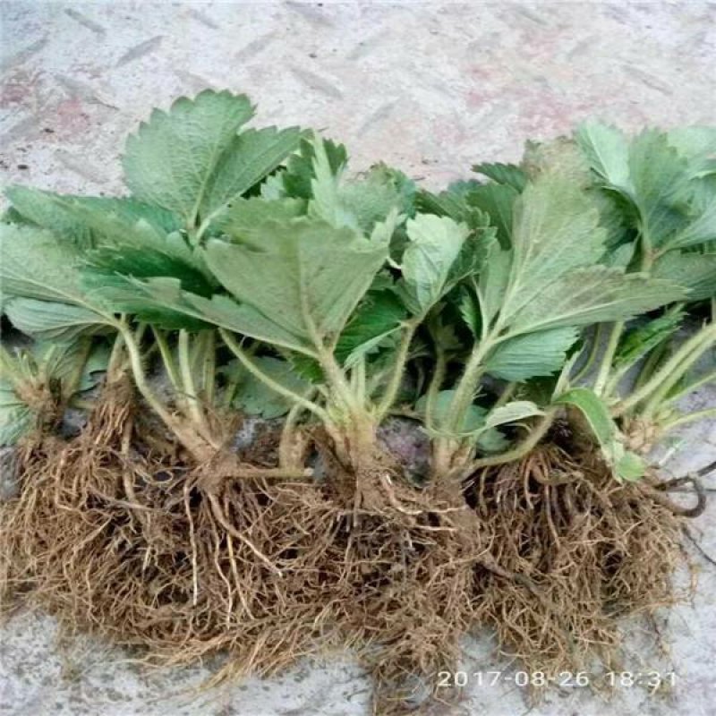 【热销】奶油草莓苗，甜查理，四季草莓苗，包品种，包成活
