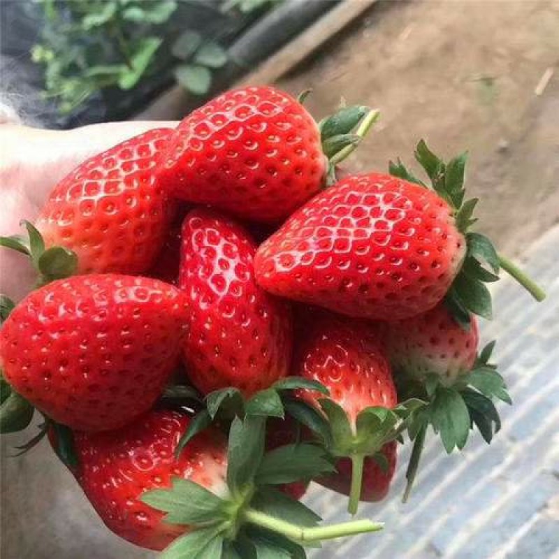 【热销】奶油草莓苗，甜查理，四季草莓苗，包品种，包成活