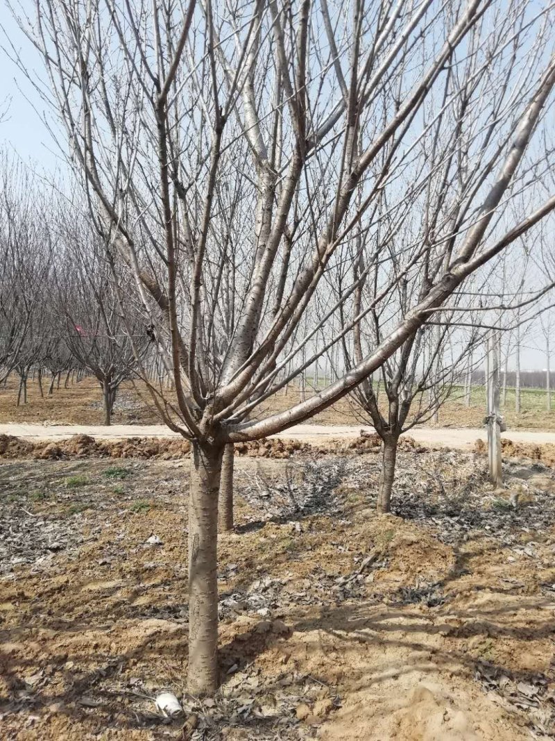自家种植樱花、红叶李、法桐