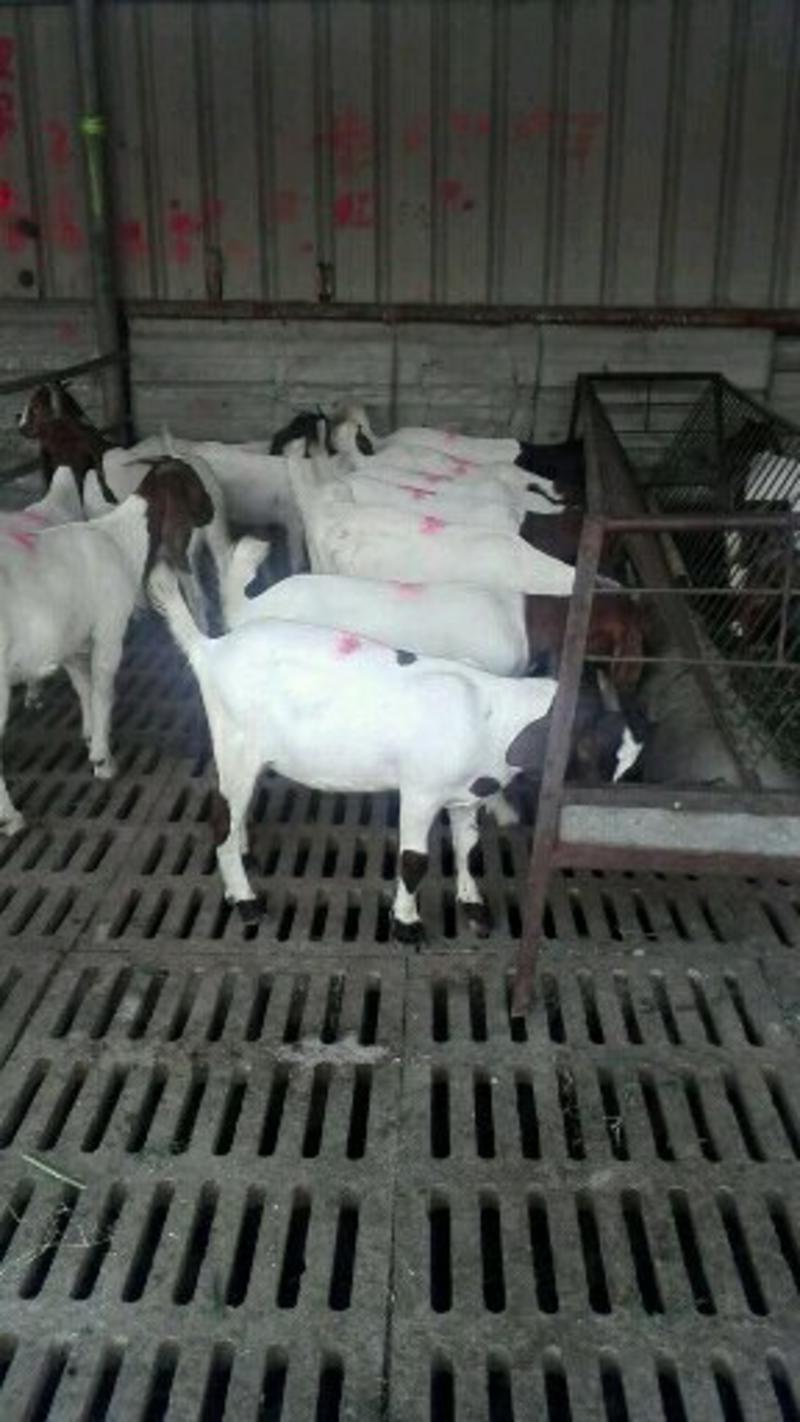 波尔山羊种羊，纯种波尔山羊，怀孕羊，羊羔，肉羊羊羔