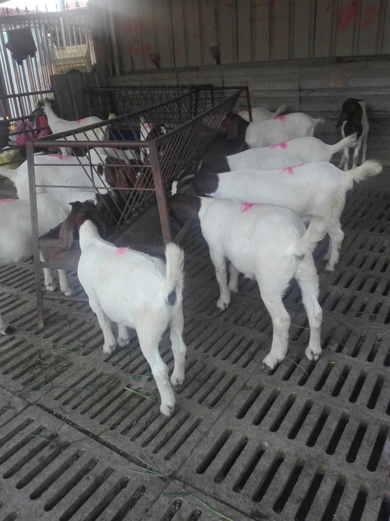 波尔山羊种羊，纯种波尔山羊，怀孕羊，羊羔，肉羊羊羔