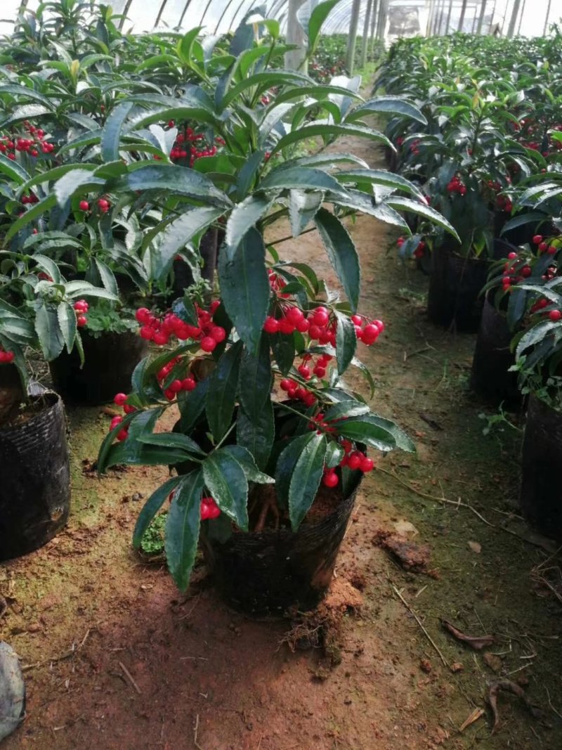 黄金万两18杯富贵籽自产自销大量有货基地直销